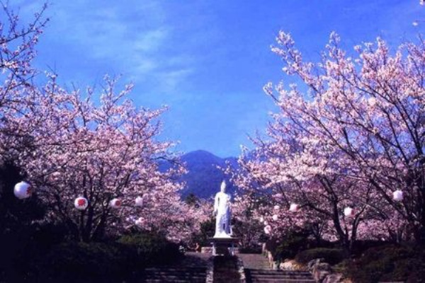 九州桜名所 眉山治山祈念公苑 長崎県島原市上の原 九州 桜の名所案内所