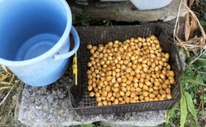 今年は成り年？銀杏の皮むき作業