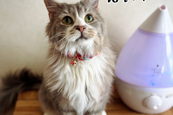 猫とお酒と日々のこと Powered by ライブドアブログ