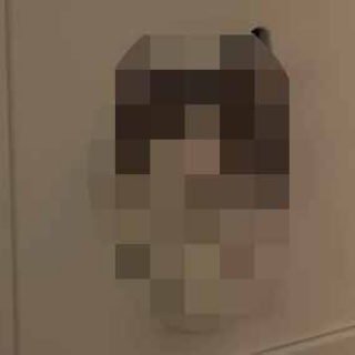 猫の動画 ねこわん！