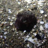 『いつのまにか、冬』の画像