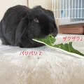 それがいい。