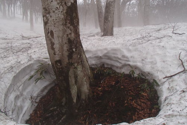 ツリーホール Infield Blog 06 16