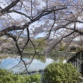 桜、桜、桜🌸そして富士山🗻