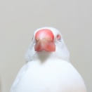 文鳥は下まぶたを上げて眠ります