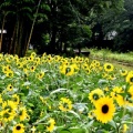 猛暑の中で菜種を採る―向日葵は満開をたもつー小湊鉄道沿線