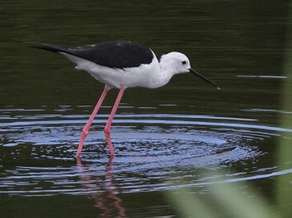 2025年7月18日の野鳥公園