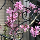 アメリカハナズオウ＆ジューンベリー開花、金魚草