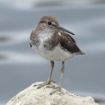 2025年8月28日の野鳥公園