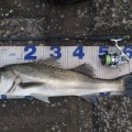 【霞シーバス】2025年度 釣友に感謝。有難う御座います。