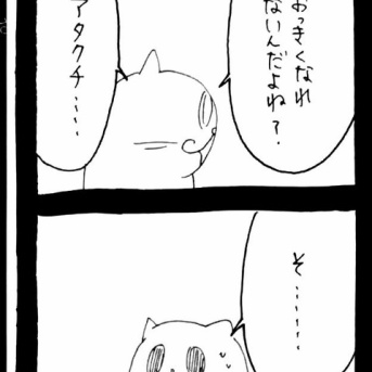 ドワーフキャットタオルちゃん39