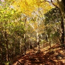 11/16　紅葉・黄葉 ３