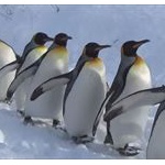 ペンギンが鳥のくせに南極の海を泳ぐ進化した理由wｗｗ