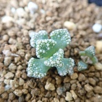 世界食虫植物化計画