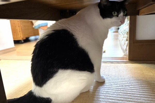 ねこ 猫 ネコ好きは とまらニャィッ♪