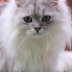 猫カフェ ねこまんまBlog