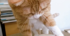 ニオイに気づく猫。