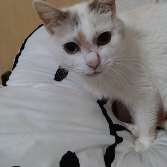 実物のﾈｺﾁｬﾝたちセカンド240