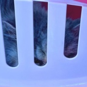 メルちゃん、バッグを持ってお出かけですか？