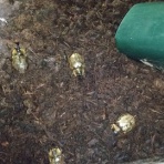 蛍のテラリウム、カブトクワガタ飼育