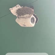  4月5日　玄鳥至(つばめきたる)