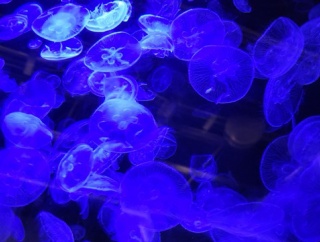 夏休み蒲郡家族旅行⑦ 竹島水族館から手打ちうどんの「やをよし」ルート✨
