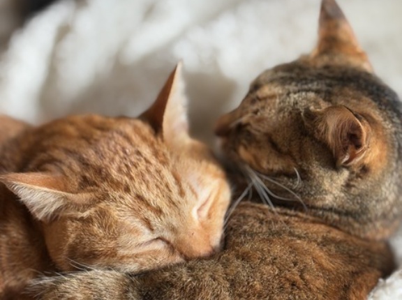 部屋がごちゃごちゃして見える本当の原因は、モノの多さじゃなかった｜50代夫婦二人暮らしの気づき