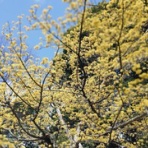 IDDM  58歳、ある日突然１型糖尿病になりました。が…