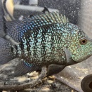 60cm水槽アクアリウムを、しよう。