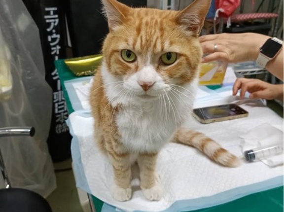 チャトです、爪研ぎのご支援を😸🙏💦