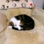 ”猫おでん”あり〼。