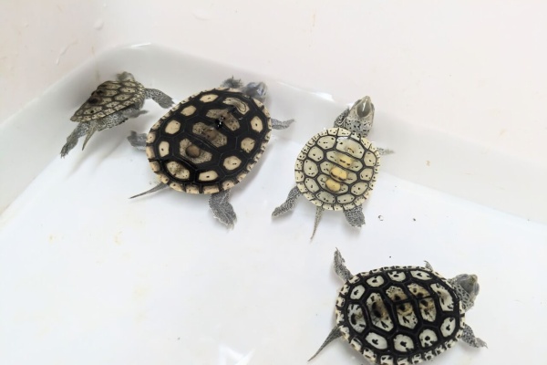 アクアプラント　守亜　玄武　ホシガメ　ハコガメ アクアプラント 守亜 玄武 ホシガメ ハコガメ
