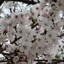 お花見！２０２６年４月５日