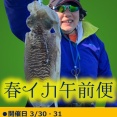 緊急追加！春イカ午前便