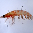 [#2708］（R285）カニ・エビなど甲殻類図を構成するキチン生体膜の構造（14）オキアミの甲殻構造（1）