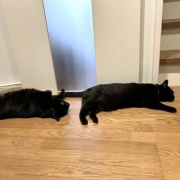 【猫写真】猫たちが一緒にいると嬉しい