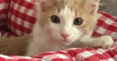 猫関係を変えてくれたメルシーの家族記念日