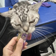 ぱずたん、心臓の専門医で心臓エコーを受ける。