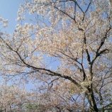 『'2009お花見🌸~京都・哲学の道』の画像