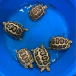 大型熱帯魚屋  ZEEBRA