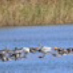 ヨット　Jennifer号 航海記　探鳥旅行記