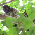 2025鑁阿寺アオバズクの巣離れ幼鳥を撮るI🐤📸(足利市)