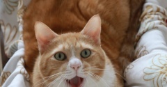 カメラ目線であくびする猫。
