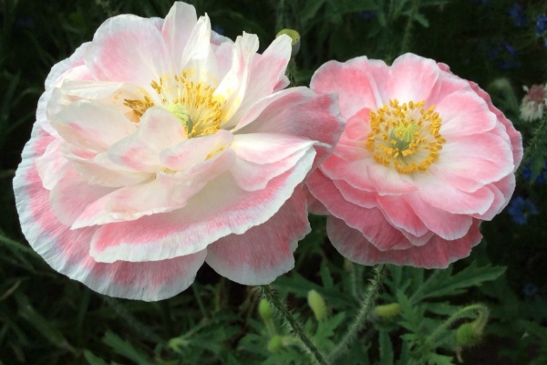 ガーデニングビギナーが始めるゆる い庭ライフ 17年06月