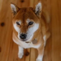 EF50mm F1.4USMが好き