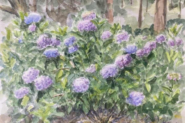 風景画 No177 秋の睡蓮 横浜市都筑区せせらぎ公園 水彩画 lotus pond in