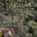 お礼肥（おれいごえ）