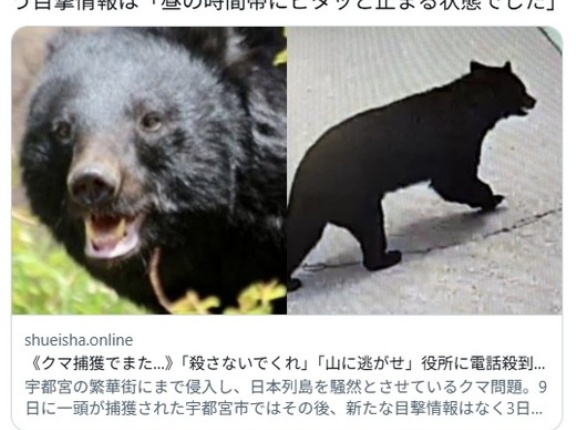 【（・(ｪ)・）】クマ捕獲でまた…「殺さないでくれ」「山に逃がせ」役所に電話殺到で担当者は疲弊、“処分して”の声も…