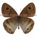 クロウラナミジャノメ♂ (ボルネオ) Ypthima pandocus sertorius