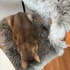 わが家には、ごめん寝のプロがいます